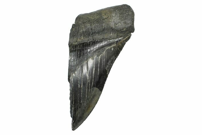 Partial Fossil Megalodon Tooth - Serrated Edge #376042